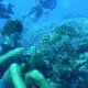 57- Romain donne du corail a la tortue 